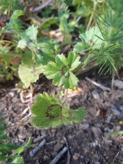 Pelargonium elongatum