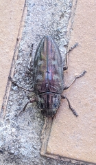 Chalcophora mariana massiliensis