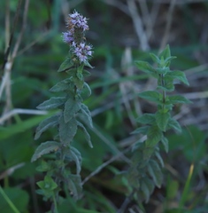 Mentha