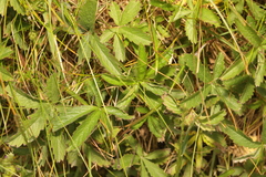 Potentilla reptans