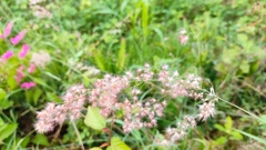 Melinis repens repens