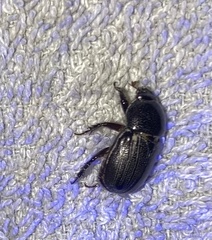 Euetheola