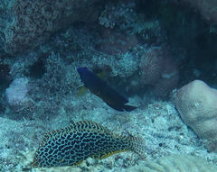 Centropyge bispinosa