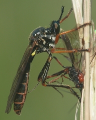 Dioctria rufipes