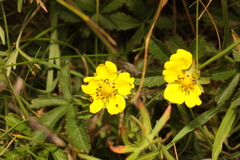 Potentilla reptans