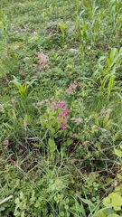 Melinis repens repens