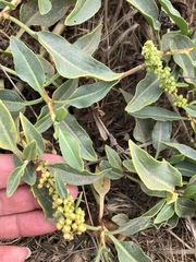 Rumex crassus