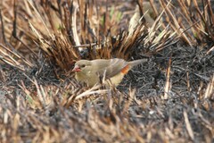 Amandava subflava clarkei