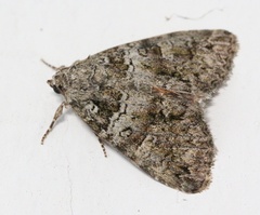 Olivenebula subsericata