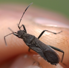 Alydus calcaratus