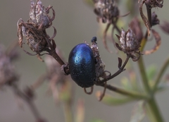 Chrysolina haemoptera
