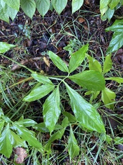 Syngonium podophyllum