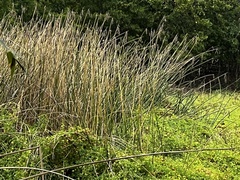 Typha domingensis