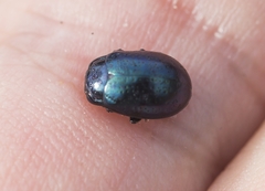 Chrysolina haemoptera