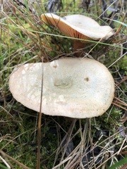 Lactarius deterrimus