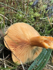 Lactarius deterrimus