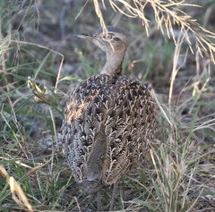 Eupodotis ruficrista