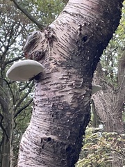 Fomitopsis betulina