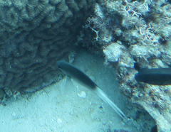 Acanthochromis polyacanthus