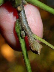 Carya texana