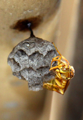 Gyrostoma