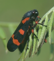 Cercopis intermedia