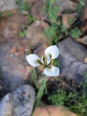 Moraea tricuspidata