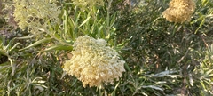 Buddleja saligna