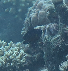 Centropyge bispinosa