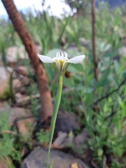Moraea tricuspidata