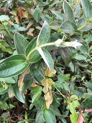 Pleroma heteromallum