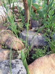 Moraea tricuspidata