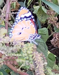 Danaus chrysippus