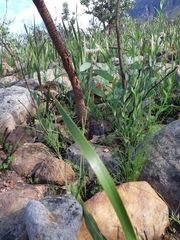 Moraea tricuspidata