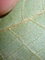 Carya texana