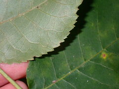 Carya texana