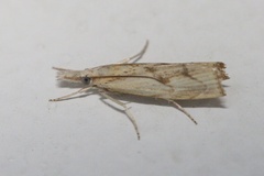 Agriphila beieri