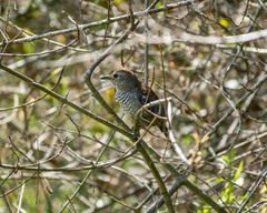 Thamnophilus ruficapillus