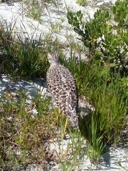 Burhinus capensis capensis