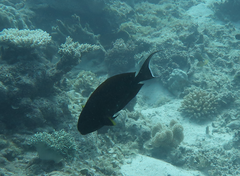 Acanthurus nigricauda