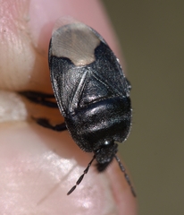 Cydnus aterrimus
