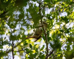 Cranioleuca pyrrhophia