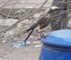 Lamprotornis albicapillus