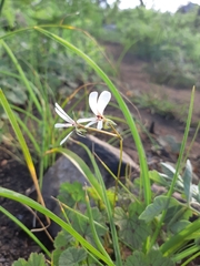 Pelargonium elongatum