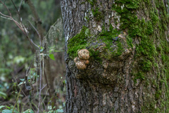 Agrobacterium radiobacter