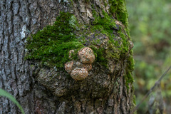 Agrobacterium radiobacter