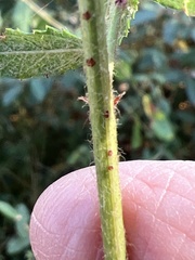 Ceanothus oliganthus