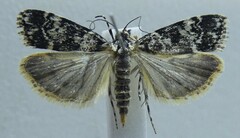 Scoparia exhibitalis