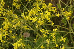 Raphanus raphanistrum landra