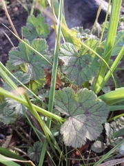 Pelargonium elongatum